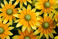 Rudbeckia 'Prairie Sun' highlight at RHS Tatton Park 2018; biennial, very large flowers with lemon tips on golden petals with green centre