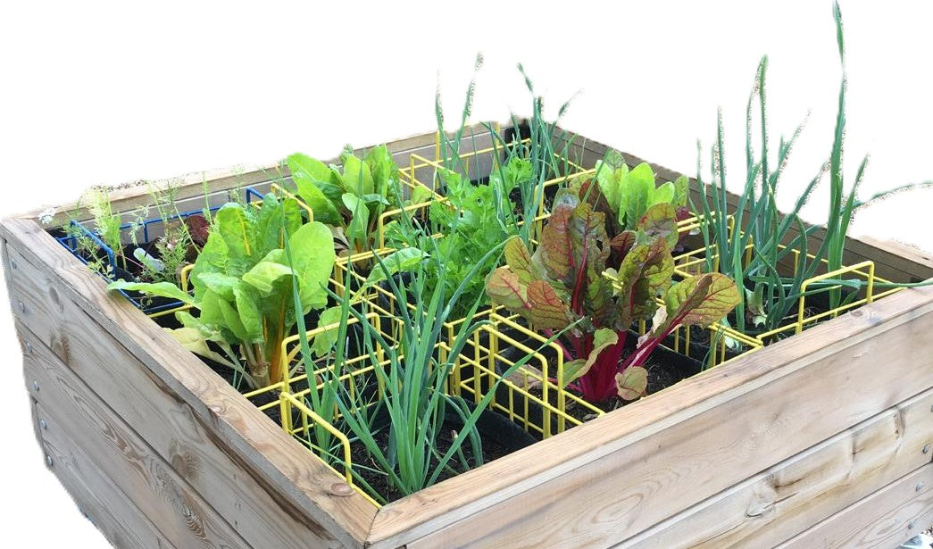 vegetables growing in wooden container