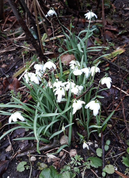 a clump of snowdrops 
