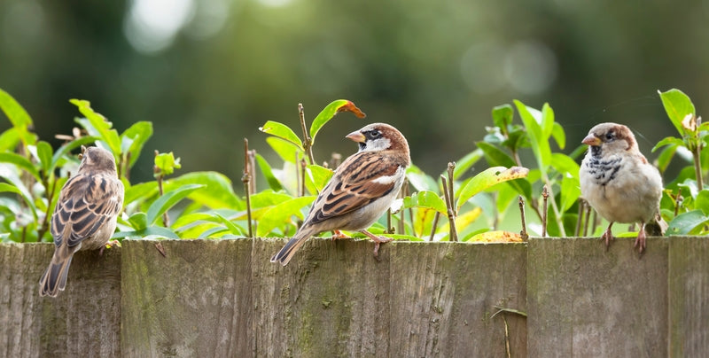 http://www.dreamstime.com/royalty-free-stock-images-sparrows-house-garden-uk-passer-domesticus-fence-small-british-birds-image210735649