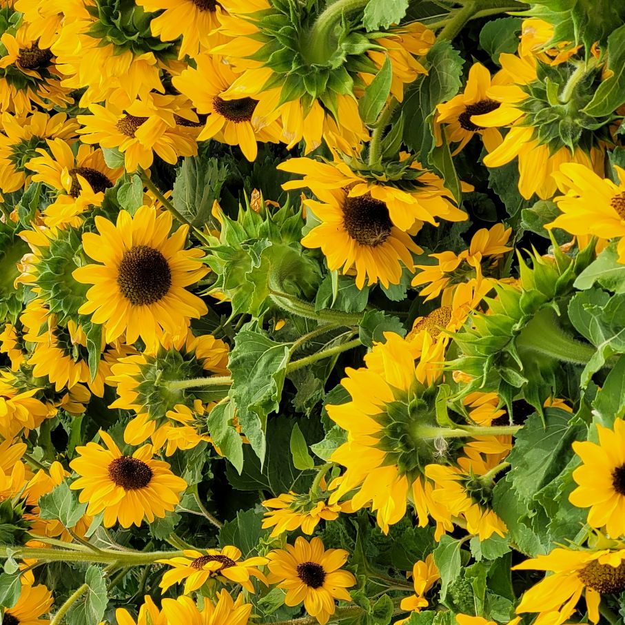group of multiheaded sunflowers