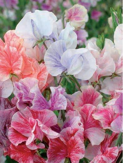 Sweet pea -heaven scent,  an aromatic softly coloured blendlnd