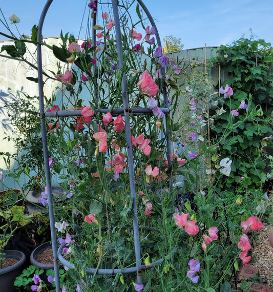 small garden obelisk with sweet peas in flower