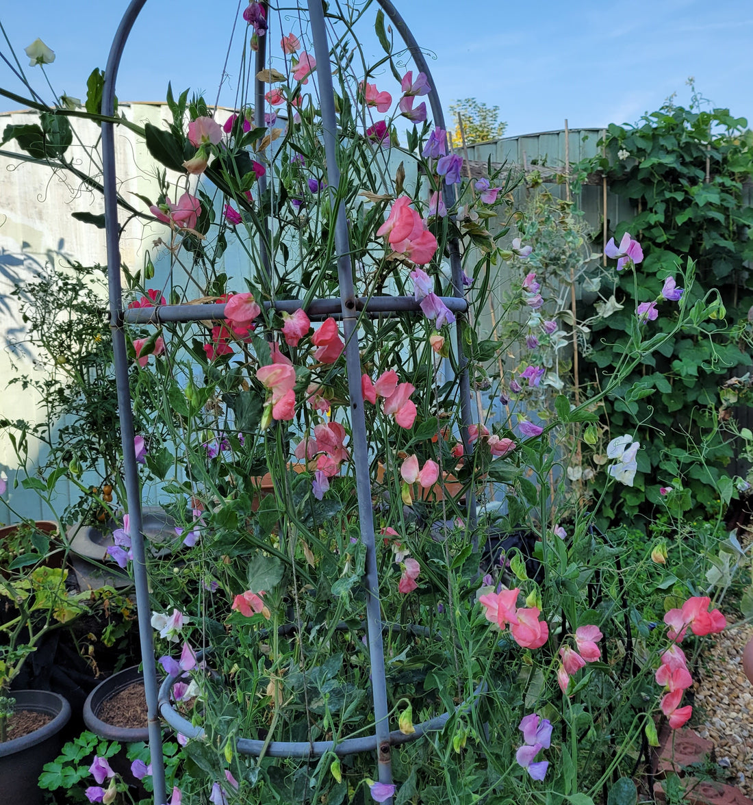 small garden obelisk with sweet peas in flower