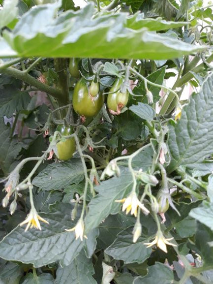 Tomato blossom end rot and other tomato tips.