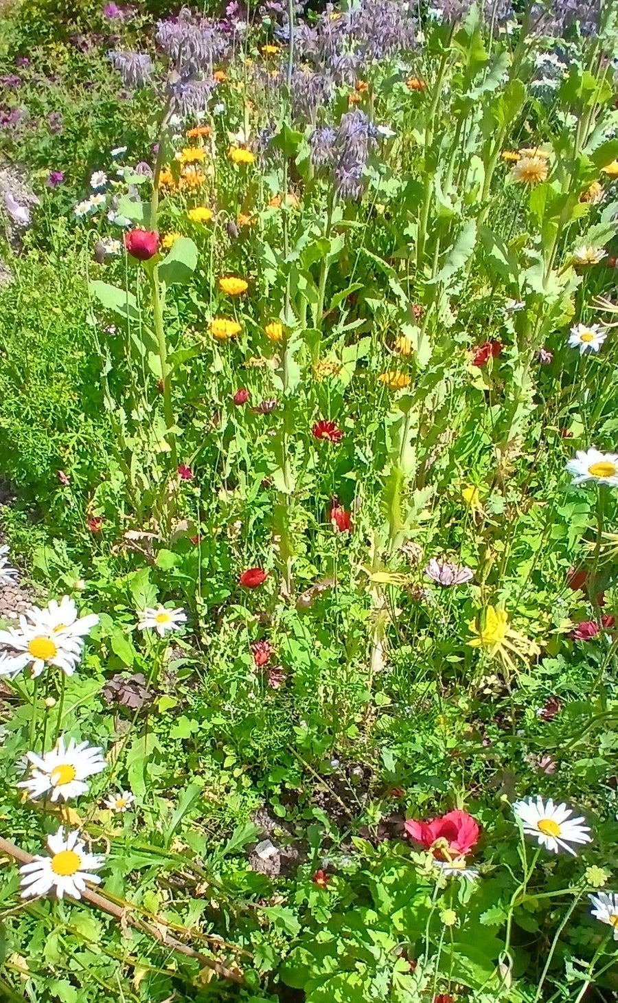 Quiz: Find Your Drought-Proof Wildflower Match?