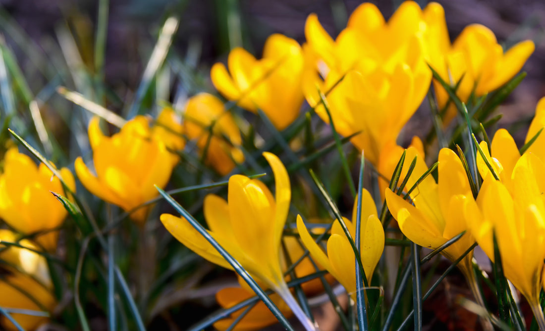 yellow crocus spring flowering