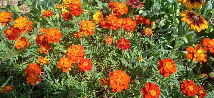 Customer Favourite Flower Seeds