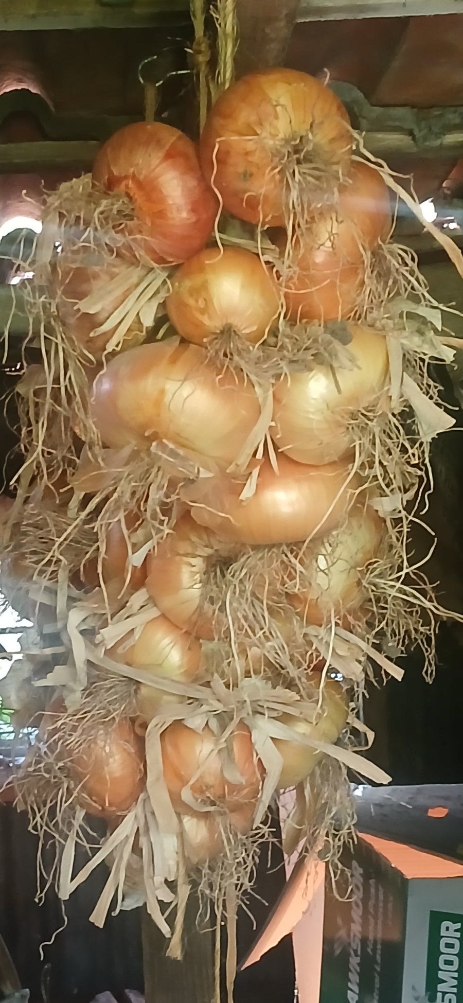 Organic Onion Seed