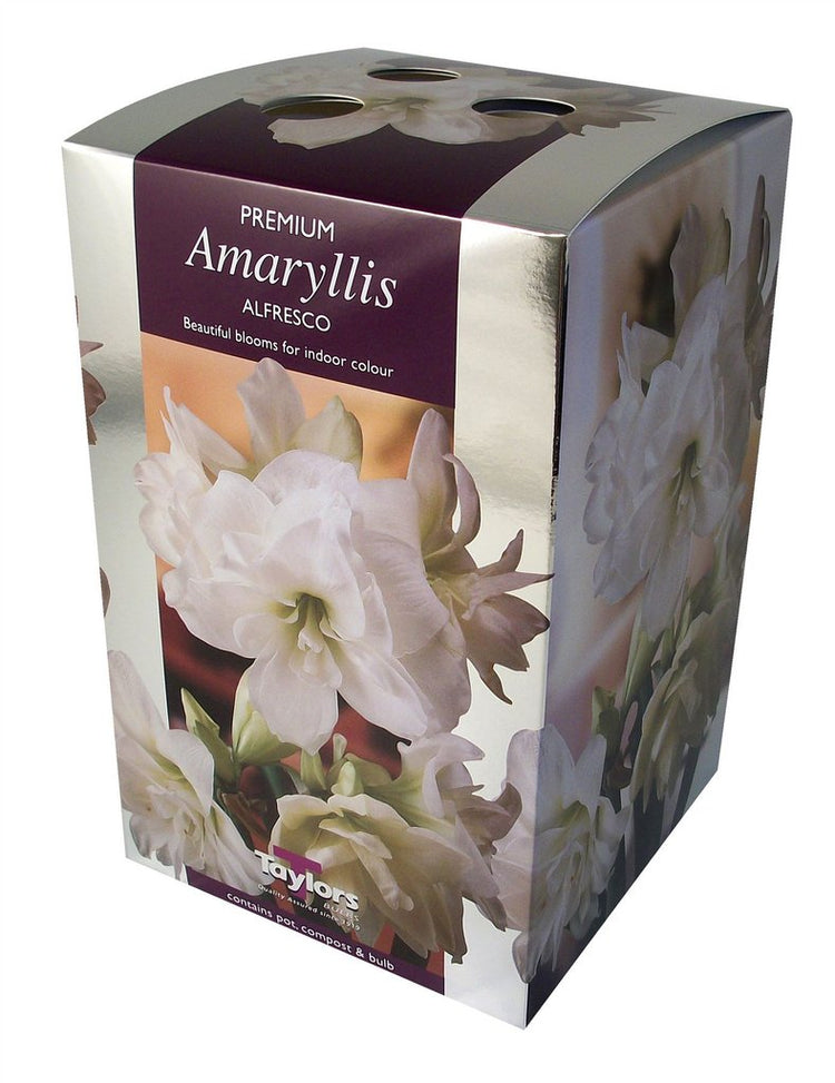 Amaryllis Bulb Christmas Gift Kits (Hippeastrum)