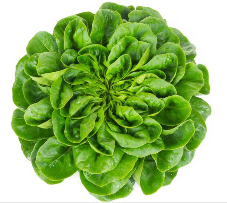 Rijk Zwaan Vegetable Seeds