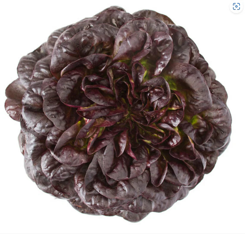 Rijk Zwaan Lettuce Seed