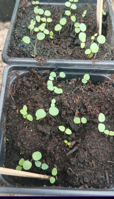 Seed Bargains