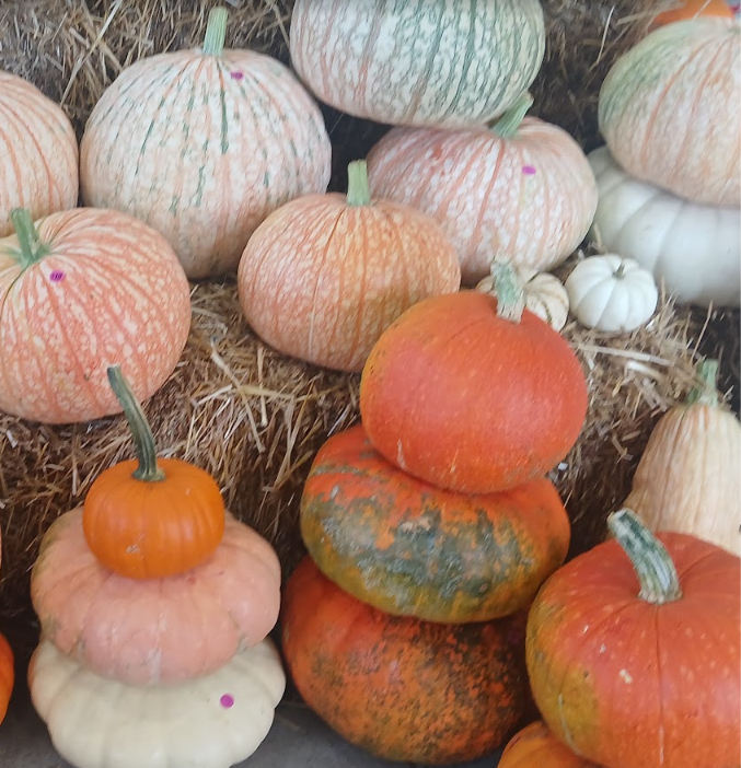 Organic Squash & Pumpkin Seed