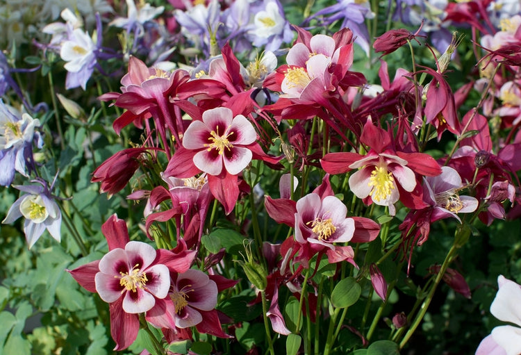 Aquilegia Seeds