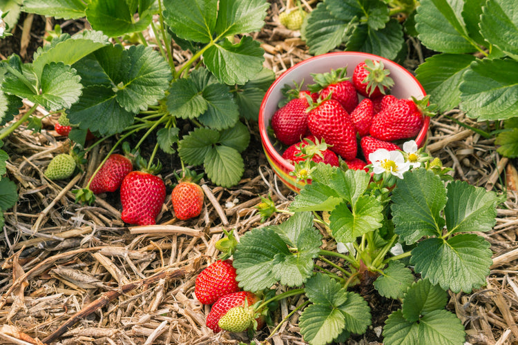 Strawberry Seed