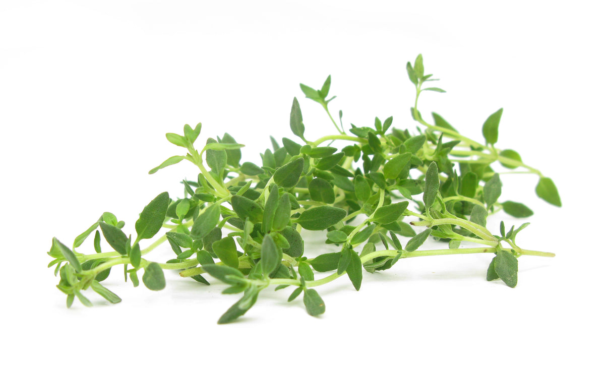 Thyme Seed