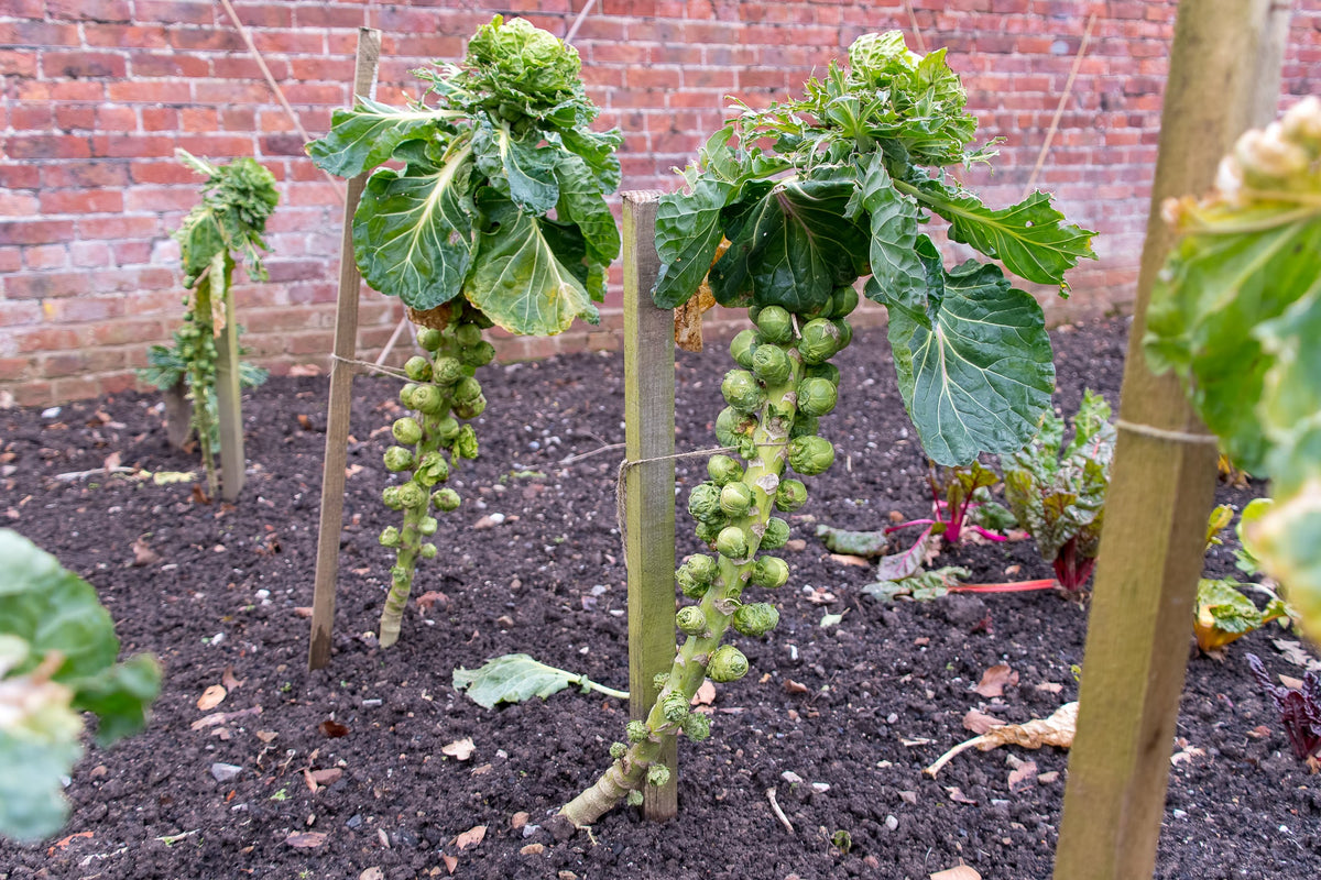 Brussels Sprout Seed