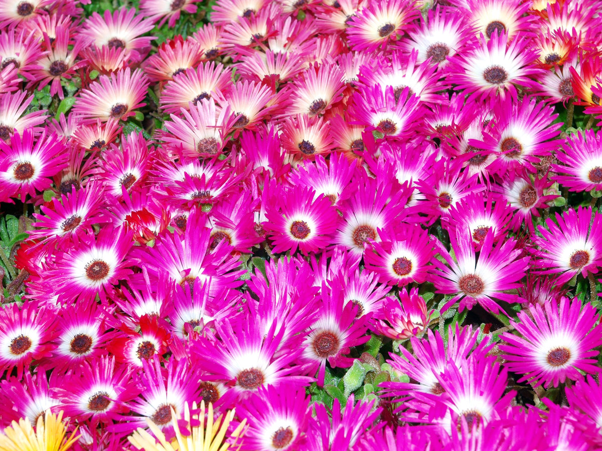 Mesembryanthemum Seeds (Livingstone Daisy)