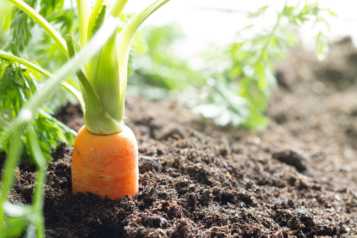 Carrot Seed