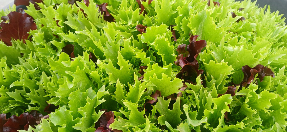 Herbs and Salad to Sow in November