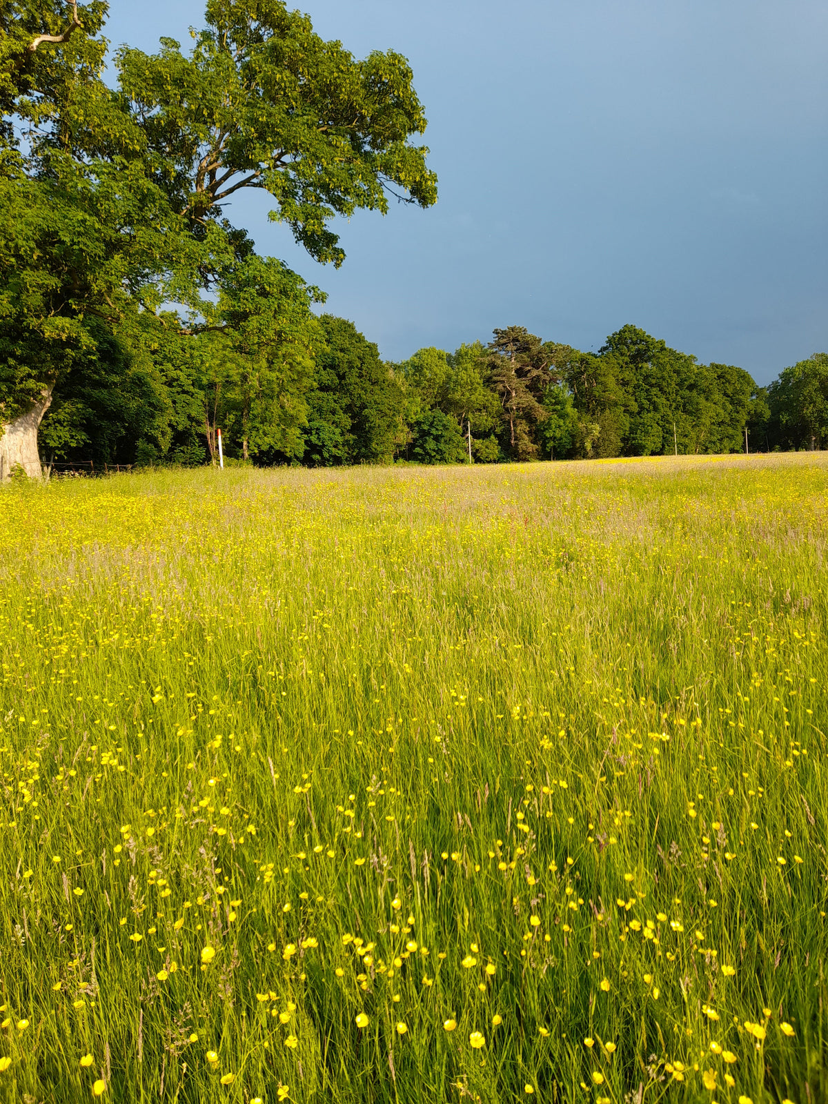 Wildflowers to Sow in October