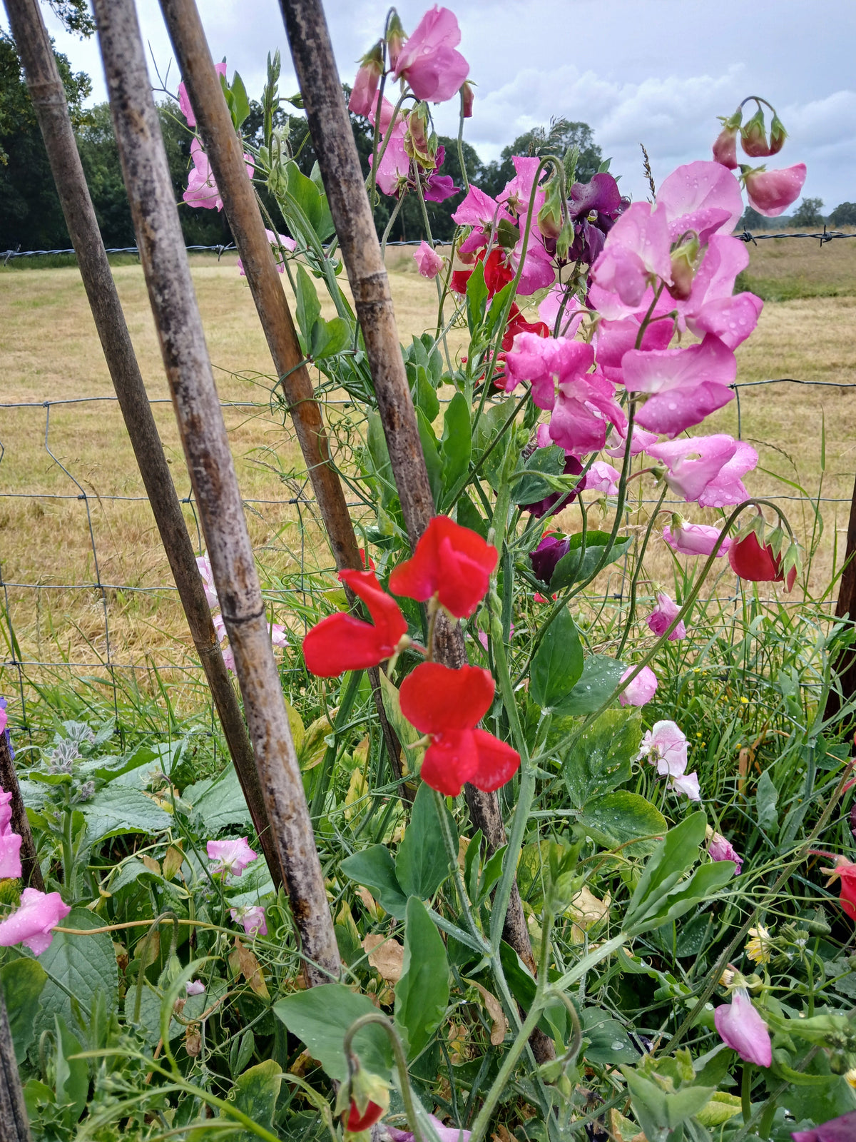 Flowers to Sow in October