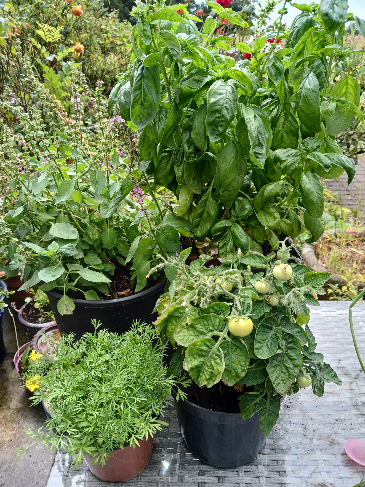 Herbs to Sow in September