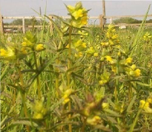 Wildflowers to Sow in November