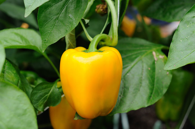 Pepper Seed