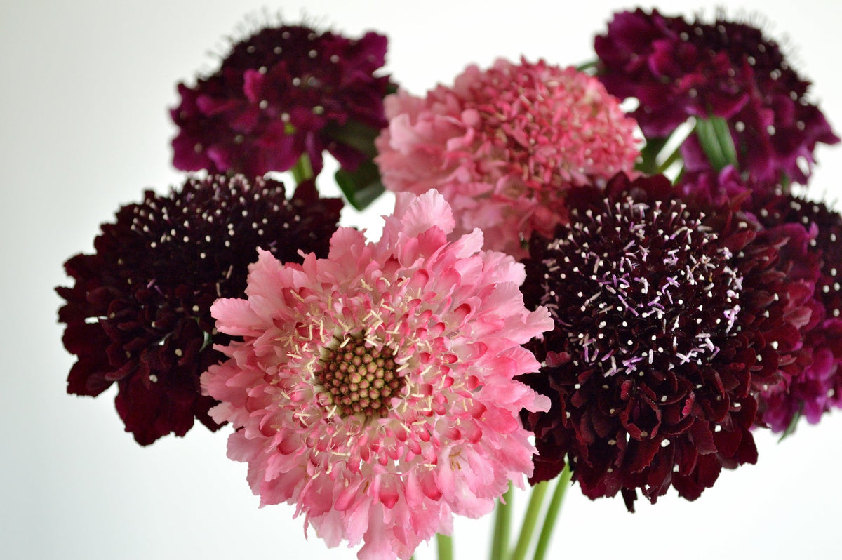 Scabious Seed