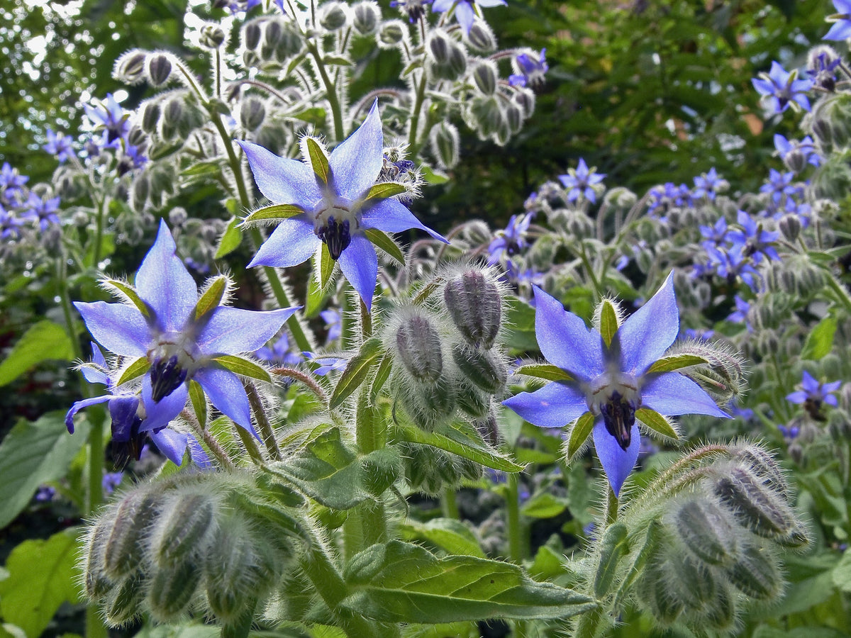 Borage Seed