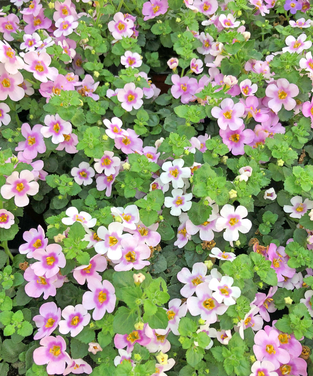 Bacopa Seeds