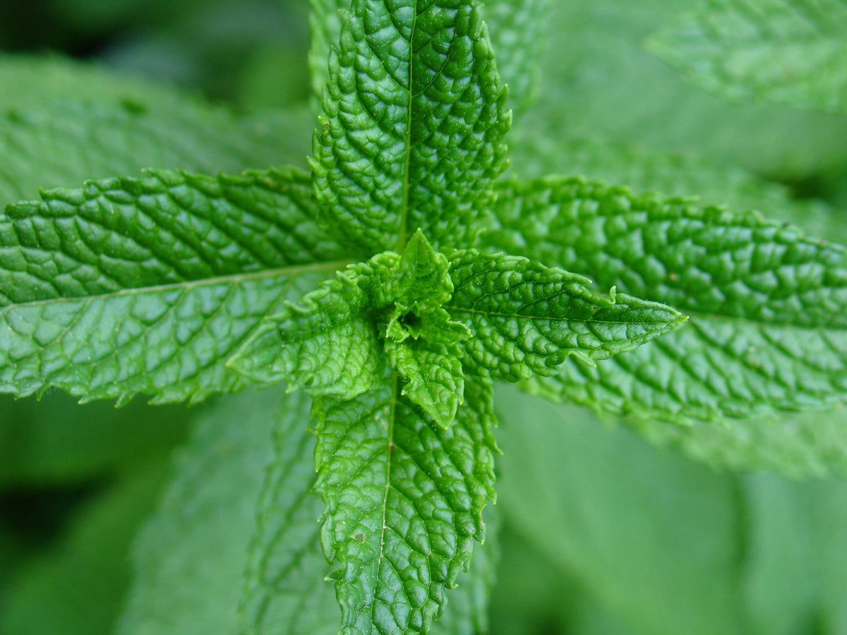 Mint Seed