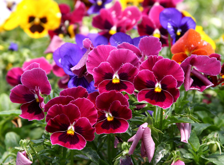 Pansy Seed