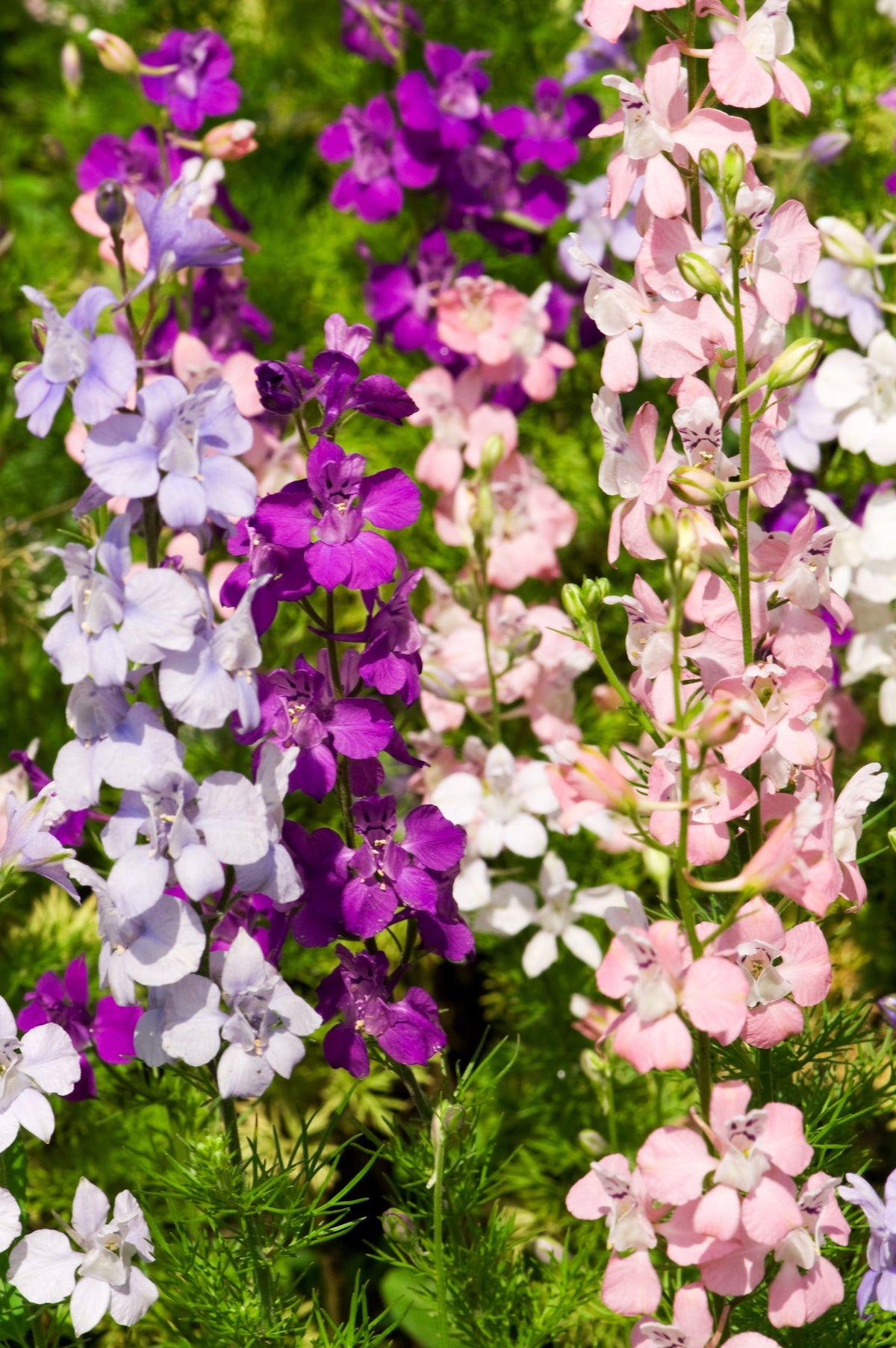 Larkspur Seed