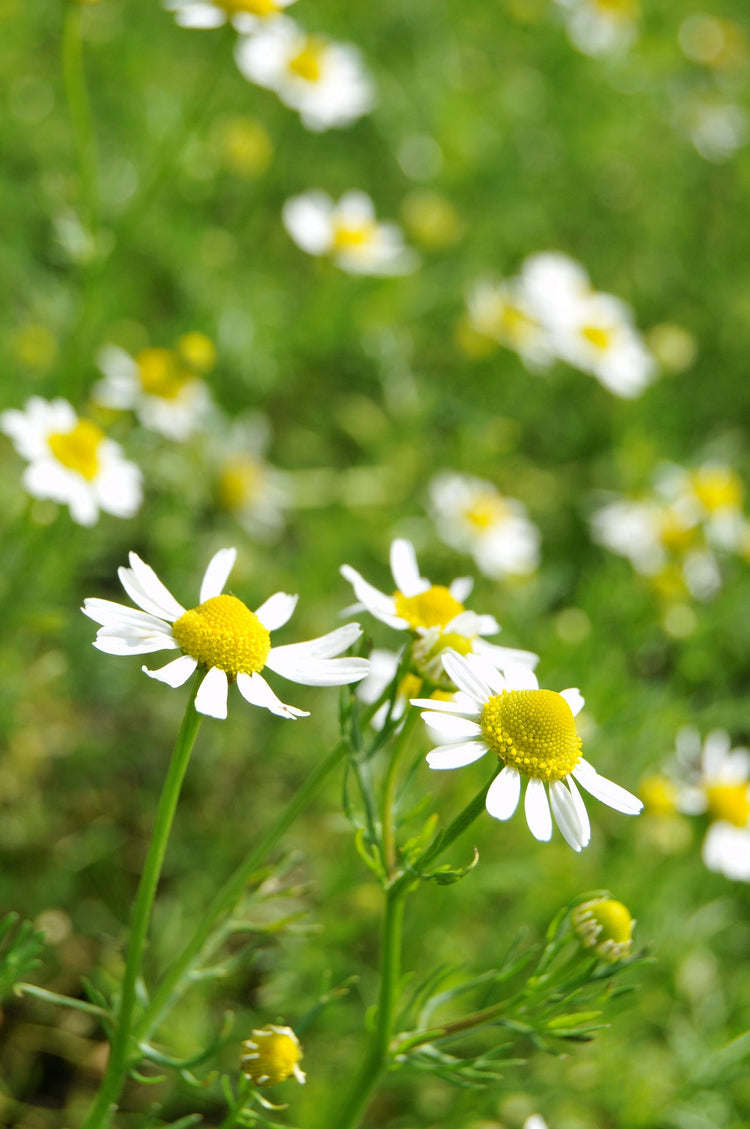 Chamomile Seed