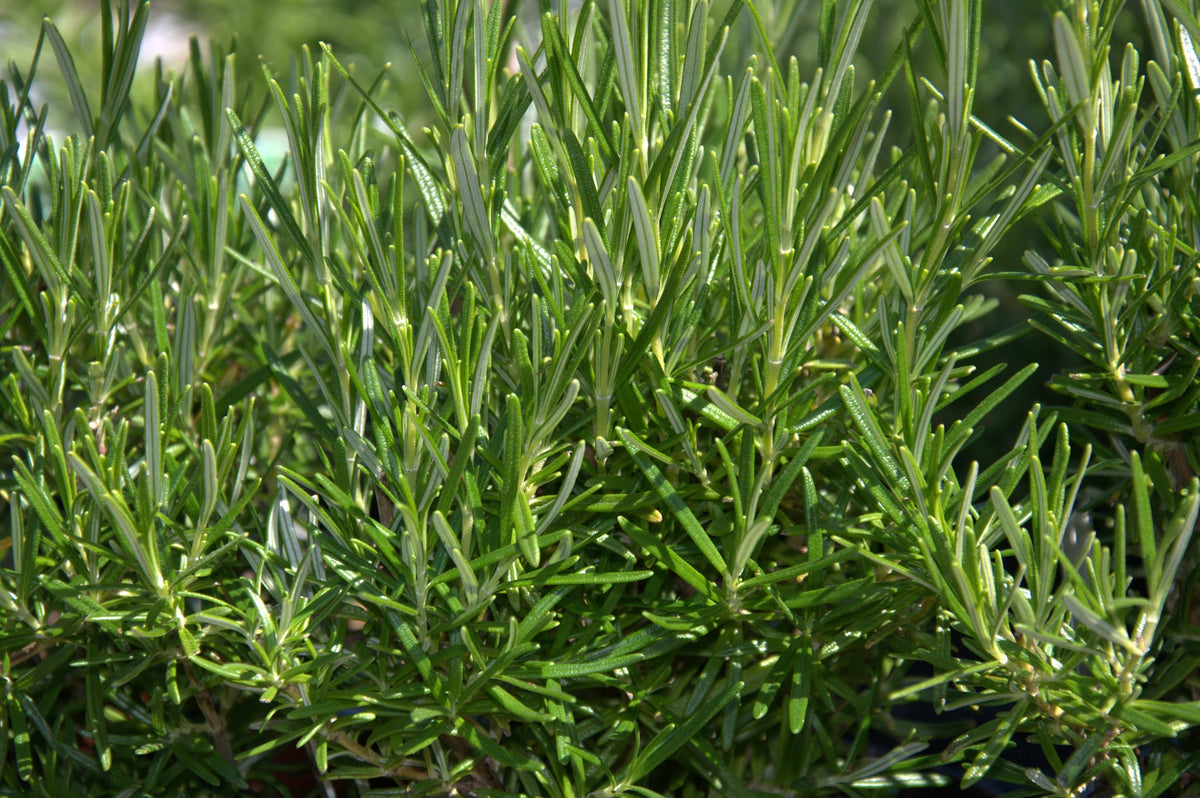 Rosemary Seed