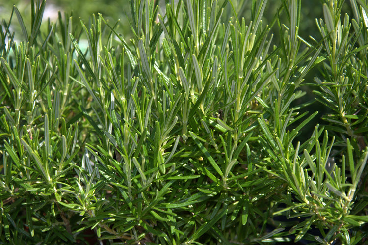 Rosemary Seed