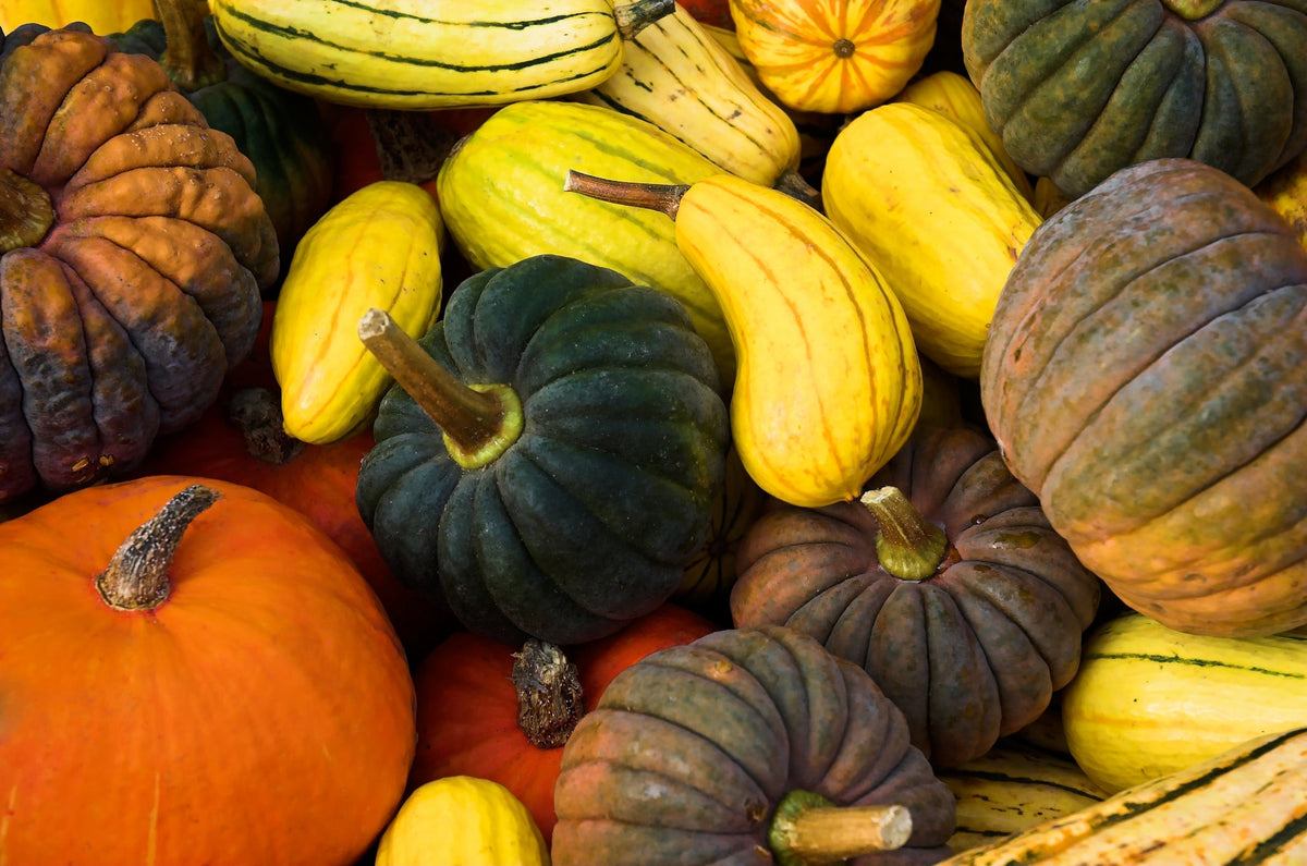 Squash Seeds