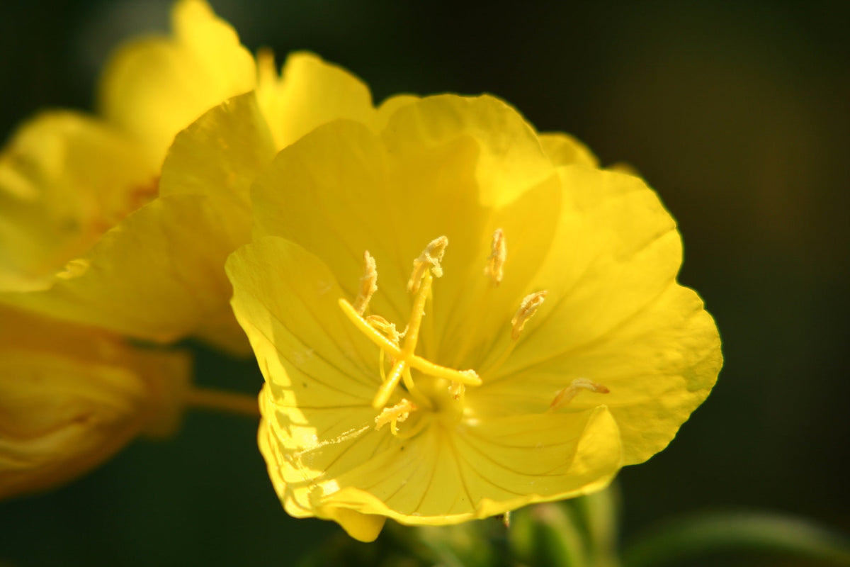 Evening Primrose Seed