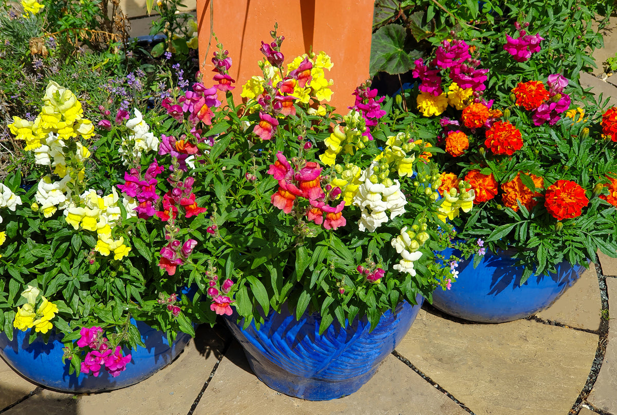 JustSeed Flower Seeds