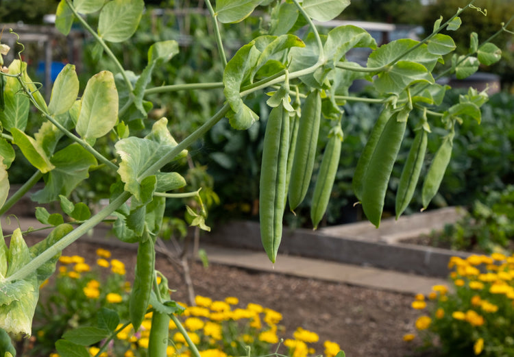 Organic Pea Seeds