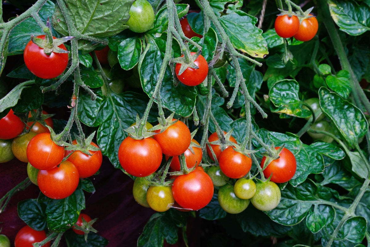 Tomato Seed - Blight Resistant