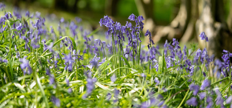 Wild Bluebell Seeds – English Bluebell