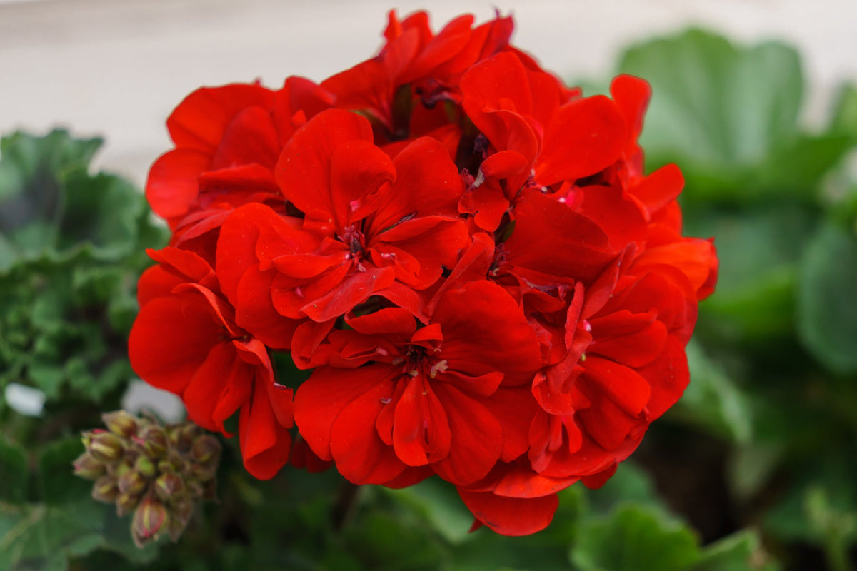 Geranium Seeds