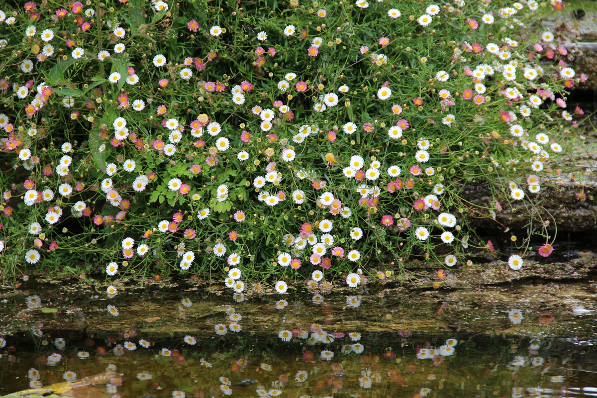 Erigeron Seed