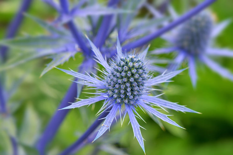 Eryngium Seeds – Sea Holly