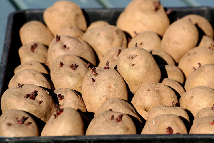 Quality Seed Potatoes
