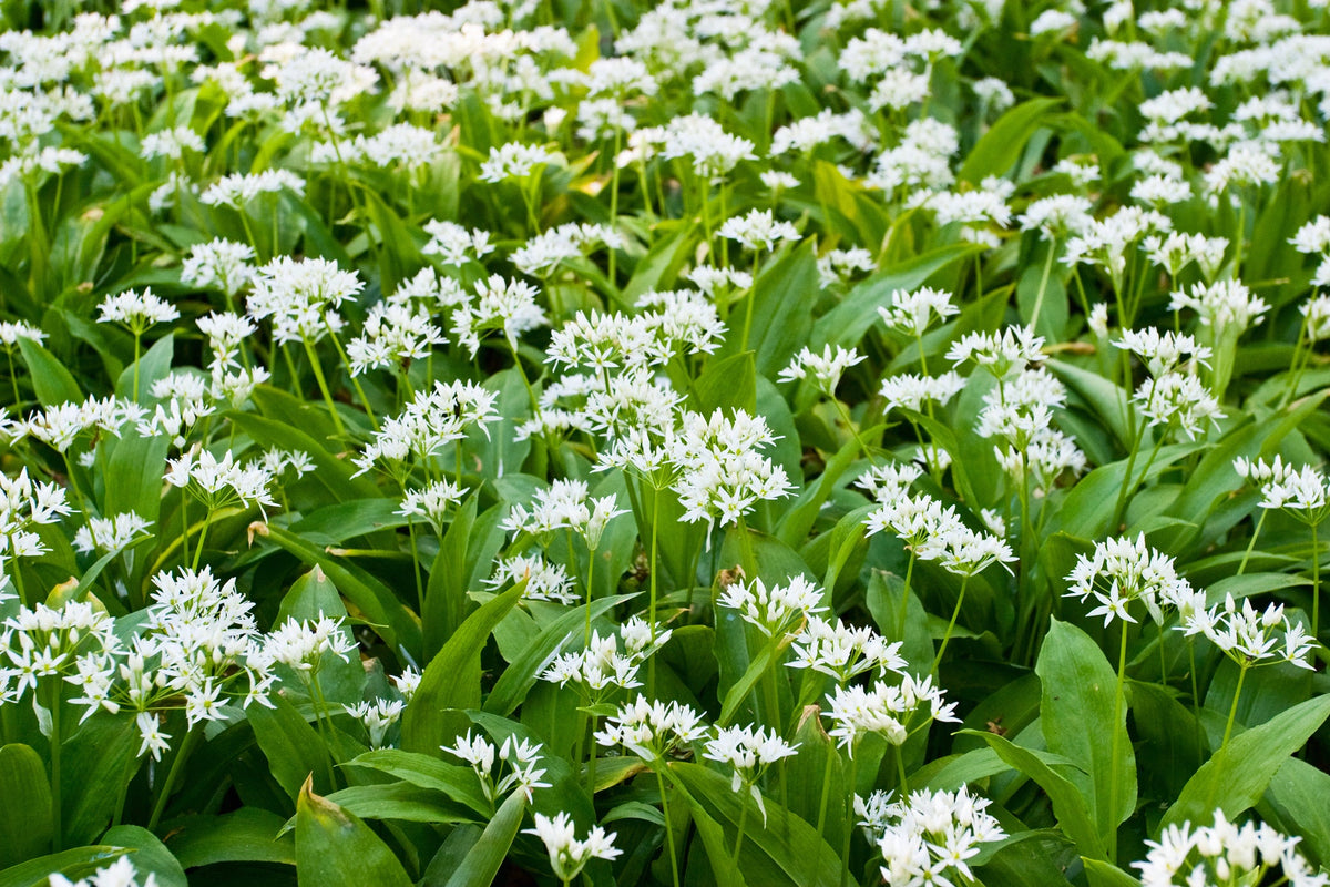 Wildflower Seeds for Shade